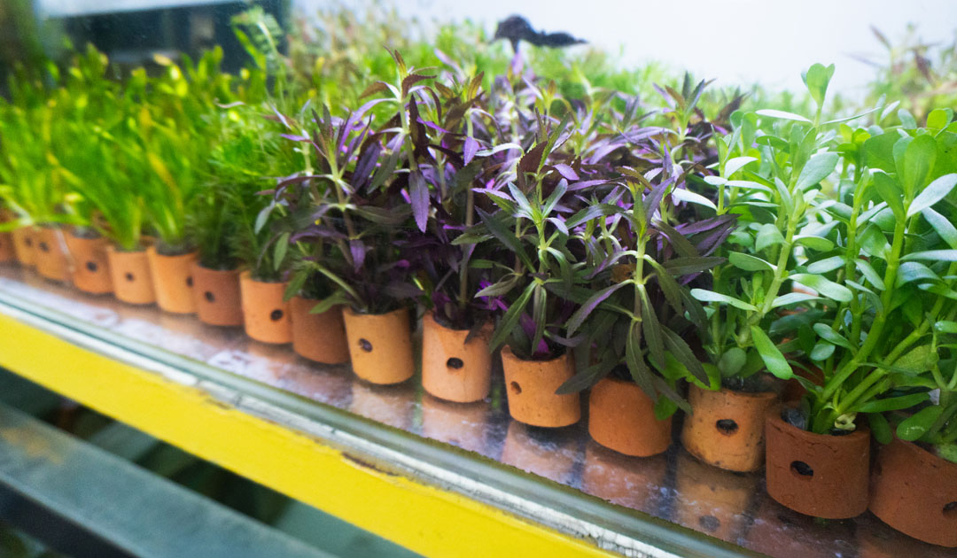 Ship Happens – Keeping Aquatic Plants Happy in Transit